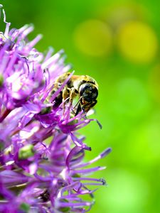 Preview wallpaper bee, flower, pollination, background