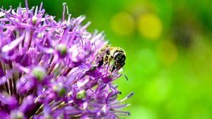 Preview wallpaper bee, flower, pollination, background