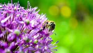 Preview wallpaper bee, flower, pollination, background