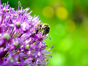 Preview wallpaper bee, flower, pollination, background