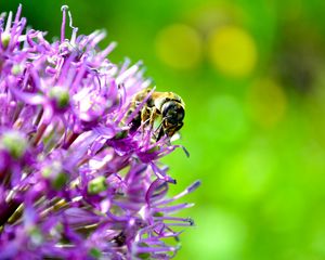 Preview wallpaper bee, flower, pollination, background