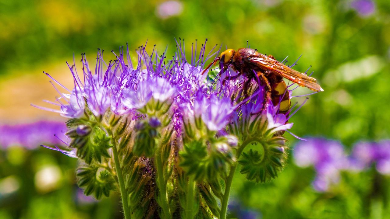 Wallpaper bee, flower, pollination, plant, bud