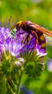 Preview wallpaper bee, flower, pollination, plant, bud