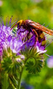 Preview wallpaper bee, flower, pollination, plant, bud