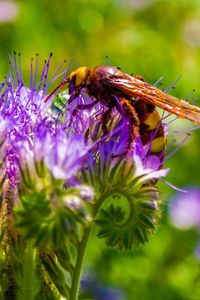 Preview wallpaper bee, flower, pollination, plant, bud