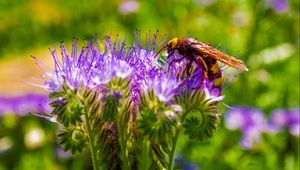 Preview wallpaper bee, flower, pollination, plant, bud