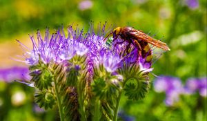 Preview wallpaper bee, flower, pollination, plant, bud