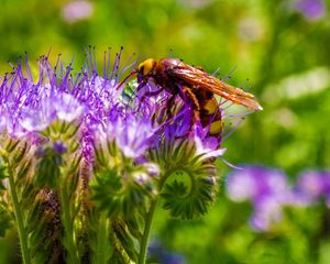 Preview wallpaper bee, flower, pollination, plant, bud