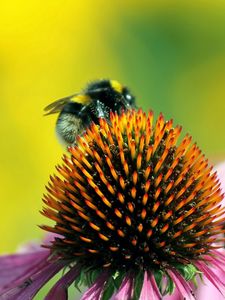 Preview wallpaper bee, flower, pollination