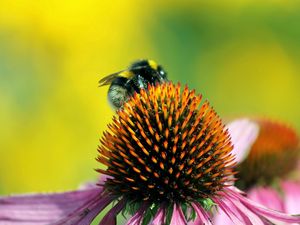 Preview wallpaper bee, flower, pollination