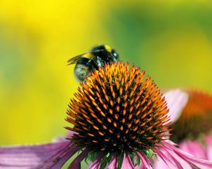 Preview wallpaper bee, flower, pollination