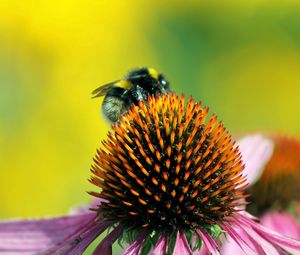 Preview wallpaper bee, flower, pollination