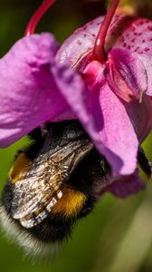 Preview wallpaper bee, flower, pollination, petals