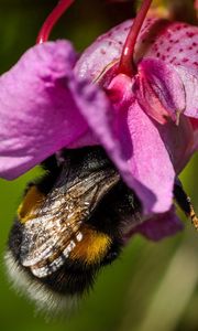 Preview wallpaper bee, flower, pollination, petals