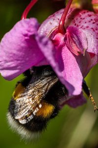 Preview wallpaper bee, flower, pollination, petals