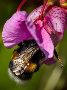 Preview wallpaper bee, flower, pollination, petals