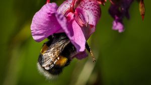 Preview wallpaper bee, flower, pollination, petals