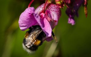 Preview wallpaper bee, flower, pollination, petals