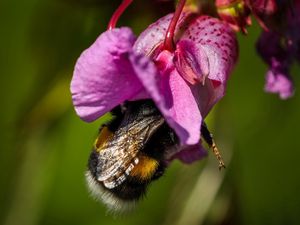 Preview wallpaper bee, flower, pollination, petals