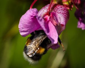 Preview wallpaper bee, flower, pollination, petals