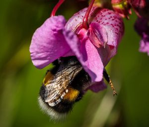 Preview wallpaper bee, flower, pollination, petals