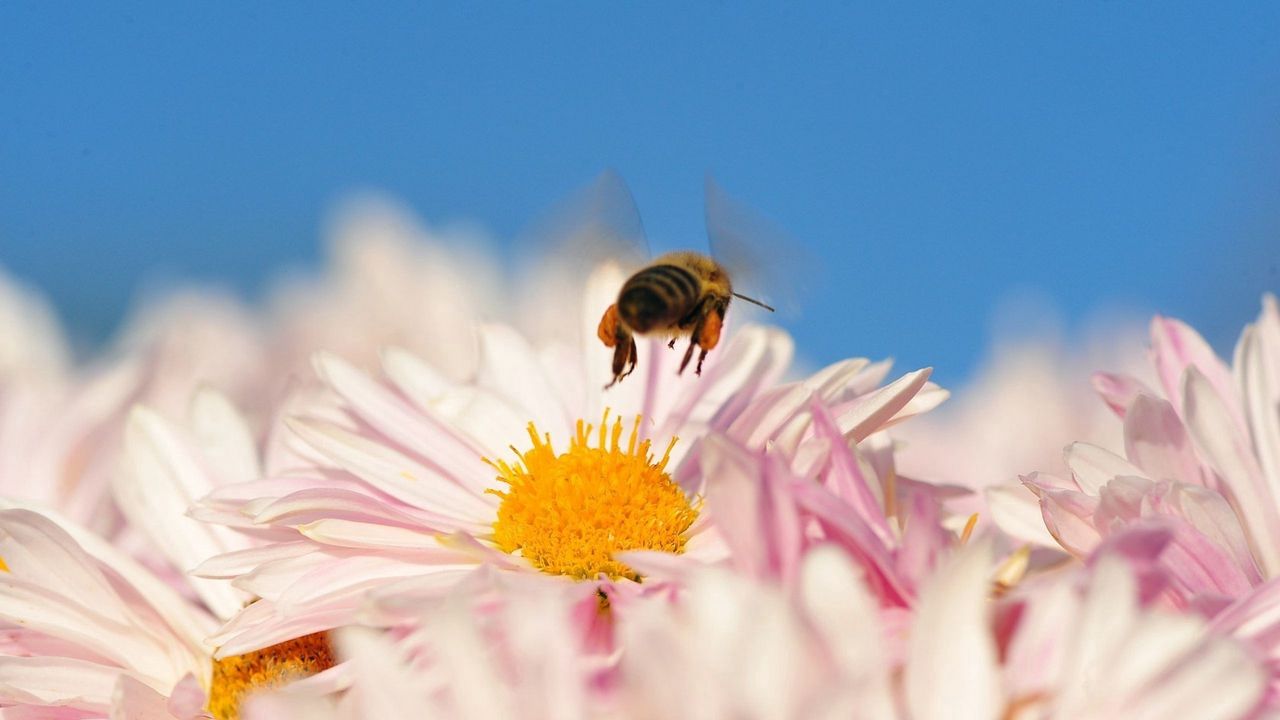 Wallpaper bee, flower, pollination, flying, insect