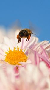Preview wallpaper bee, flower, pollination, flying, insect