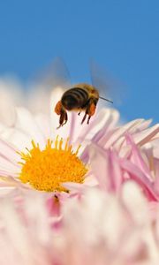 Preview wallpaper bee, flower, pollination, flying, insect