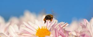 Preview wallpaper bee, flower, pollination, flying, insect