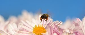 Preview wallpaper bee, flower, pollination, flying, insect