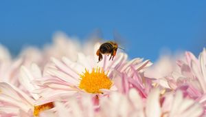 Preview wallpaper bee, flower, pollination, flying, insect