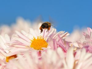 Preview wallpaper bee, flower, pollination, flying, insect