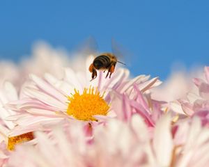 Preview wallpaper bee, flower, pollination, flying, insect