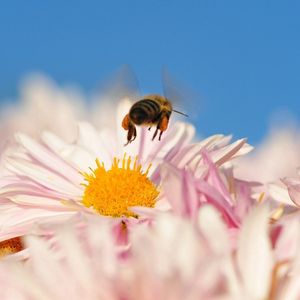 Preview wallpaper bee, flower, pollination, flying, insect