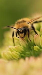 Preview wallpaper bee, flower, surface, grass, green