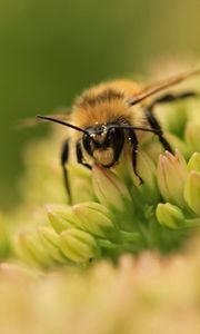 Preview wallpaper bee, flower, surface, grass, green