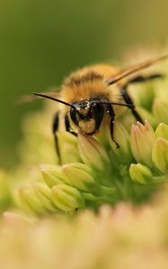 Preview wallpaper bee, flower, surface, grass, green