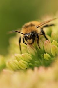 Preview wallpaper bee, flower, surface, grass, green