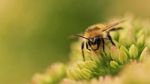 Preview wallpaper bee, flower, surface, grass, green