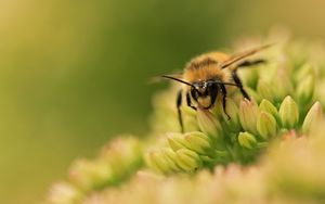 Preview wallpaper bee, flower, surface, grass, green