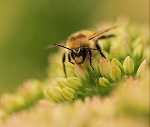 Preview wallpaper bee, flower, surface, grass, green