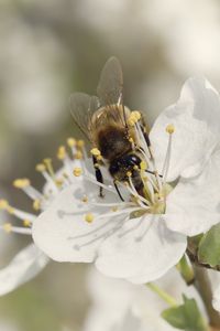 Preview wallpaper bee, flower, white, macro, spring