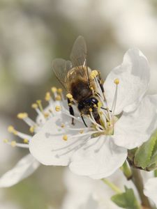 Preview wallpaper bee, flower, white, macro, spring