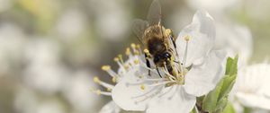 Preview wallpaper bee, flower, white, macro, spring