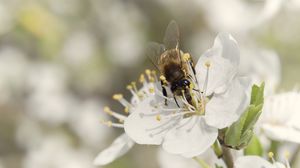 Preview wallpaper bee, flower, white, macro, spring