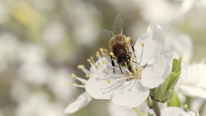 Preview wallpaper bee, flower, white, macro, spring