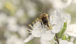 Preview wallpaper bee, flower, white, macro, spring