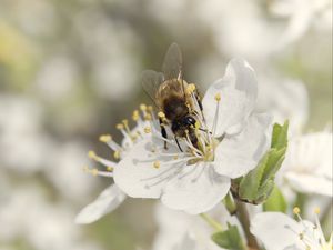 Preview wallpaper bee, flower, white, macro, spring