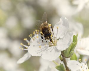 Preview wallpaper bee, flower, white, macro, spring