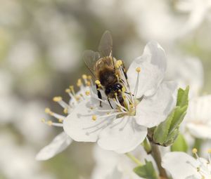 Preview wallpaper bee, flower, white, macro, spring